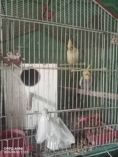 cocktail Birds