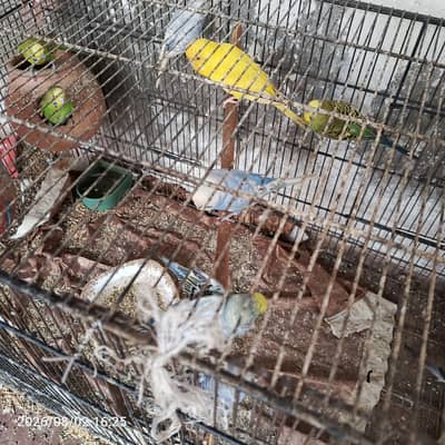 Austliyan parrot 7 pairs And 2 cage And 5 Parots Child