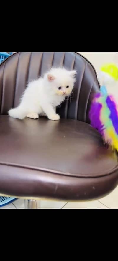 persian cat for sale My WhatsApp number 03093713755