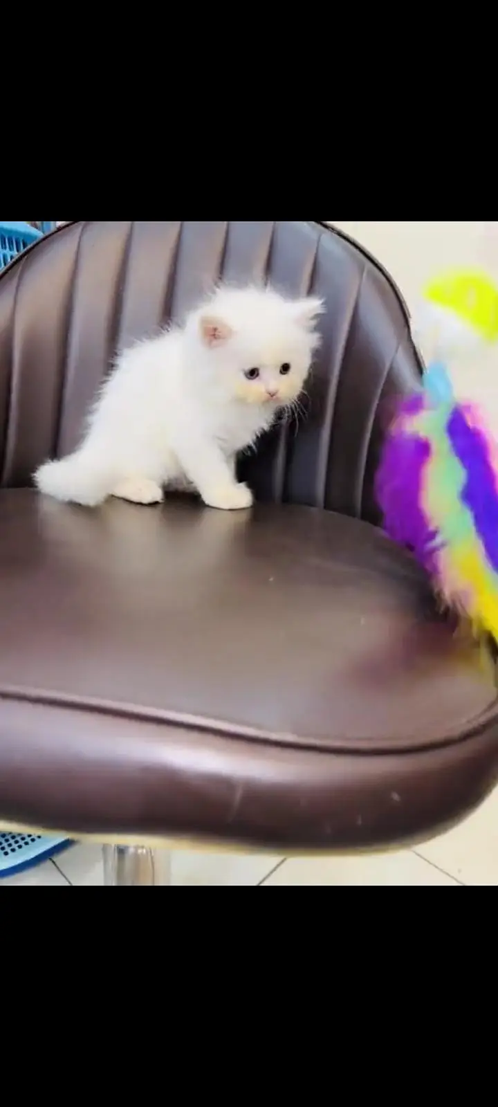 persian cat for sale My WhatsApp number 03093713755