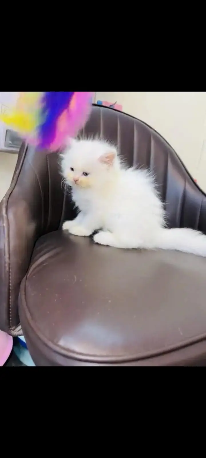 persian cat for sale My WhatsApp number 03093713755 — photo 2