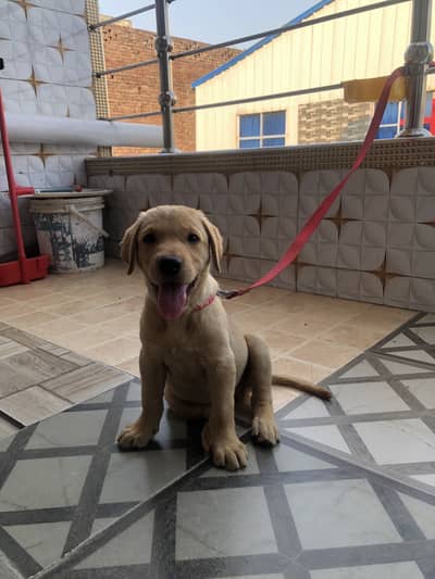Active puppy