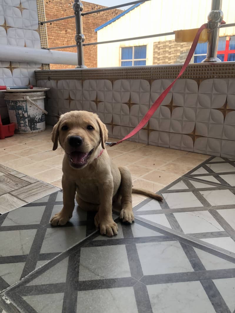 Active puppy 1