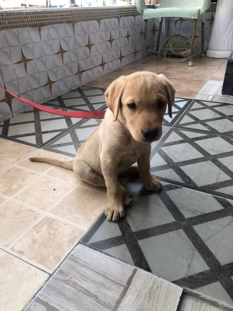 Active puppy 2