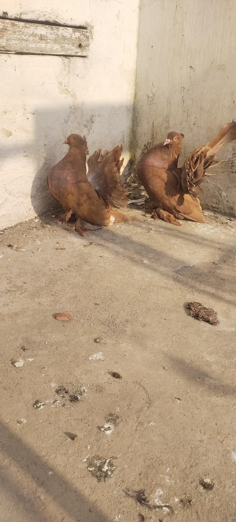 American Brown Faintail — photo 2