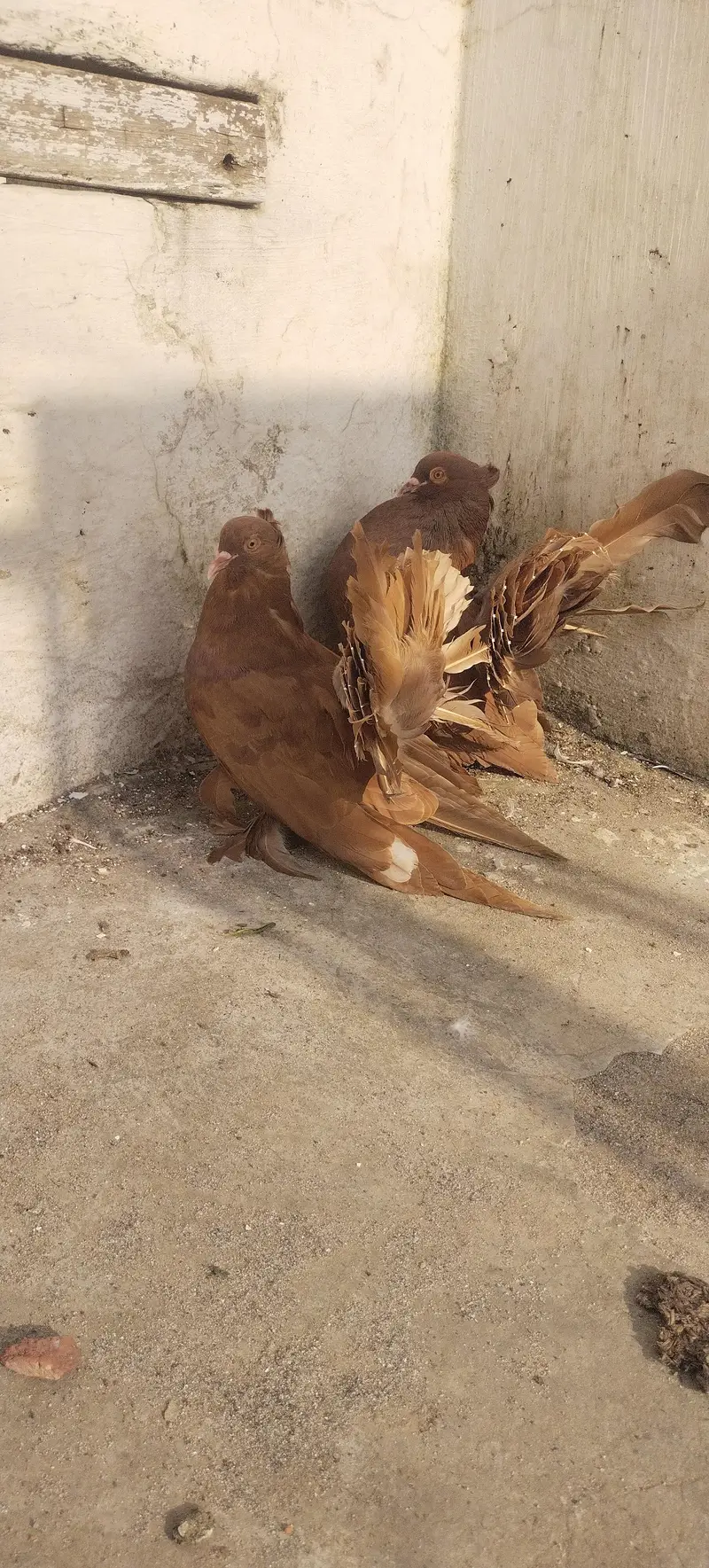 American Brown Faintail — photo 3