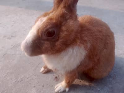 Rabbits