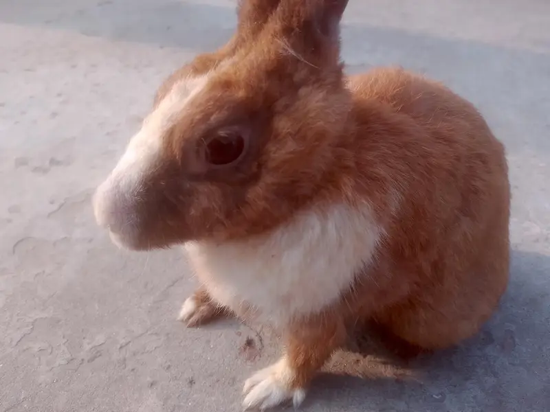 Rabbits