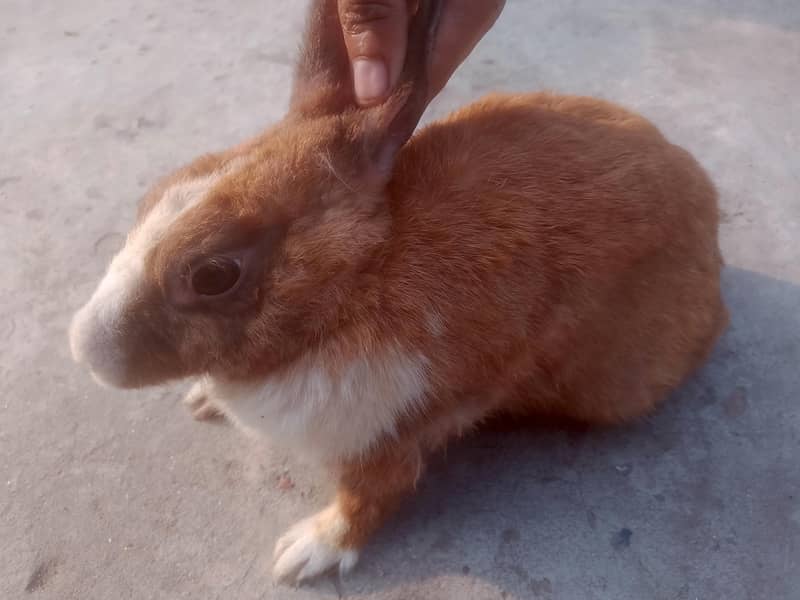 Rabbits 1