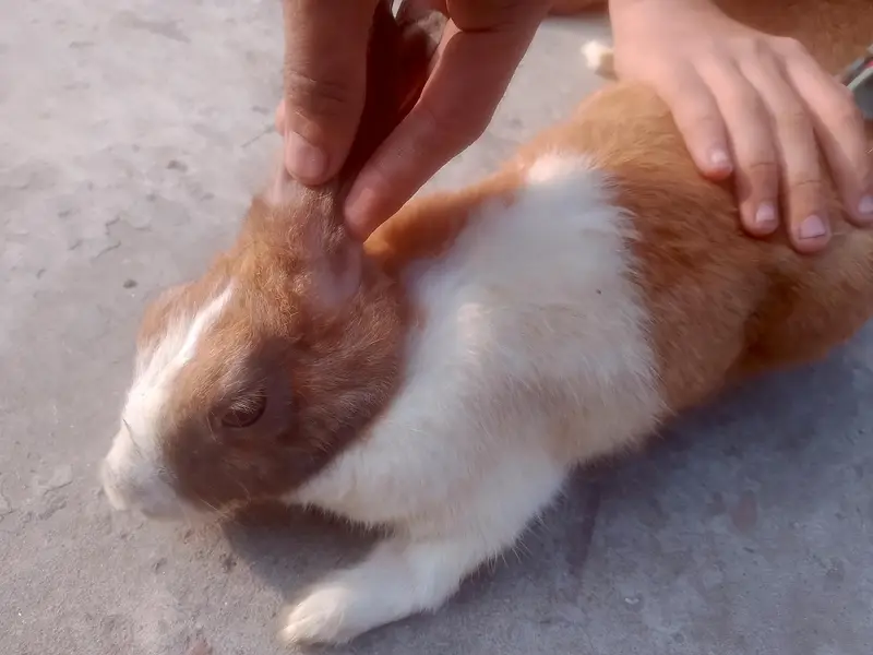 Rabbits — photo 3