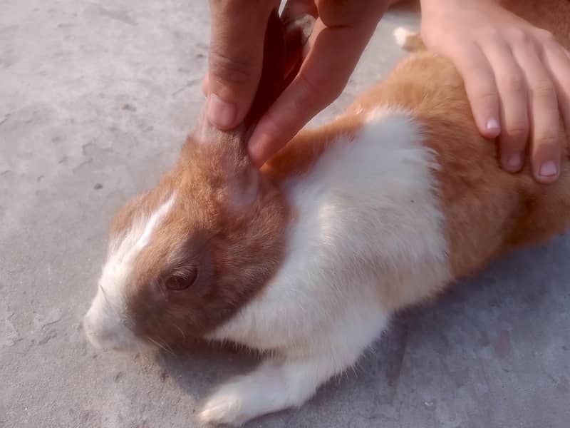 Rabbits 3