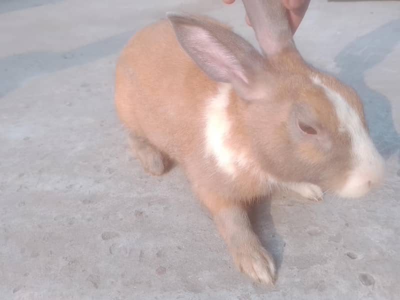 Rabbits 4