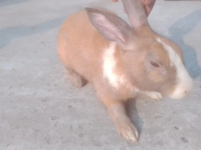 Rabbits — photo 5