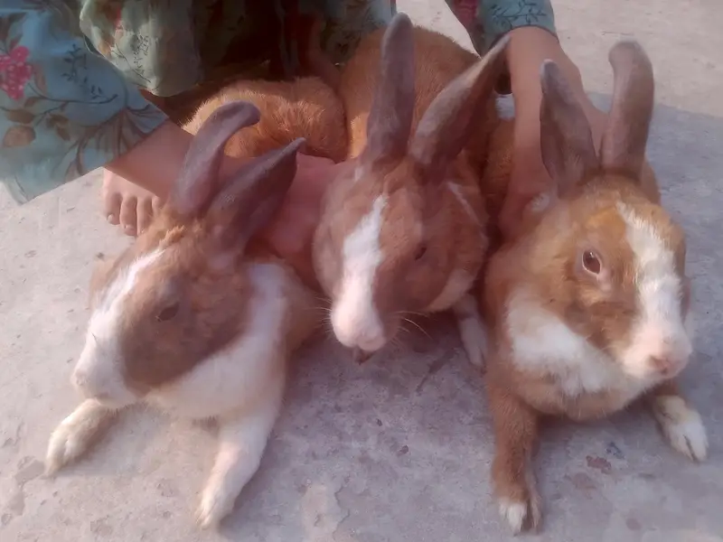 Rabbits — photo 6