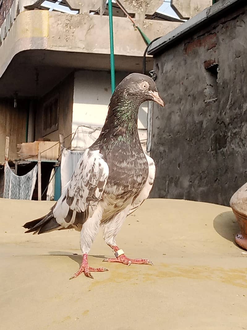 سیٹ والا ٹیڈی عمر جانا مہینے 1