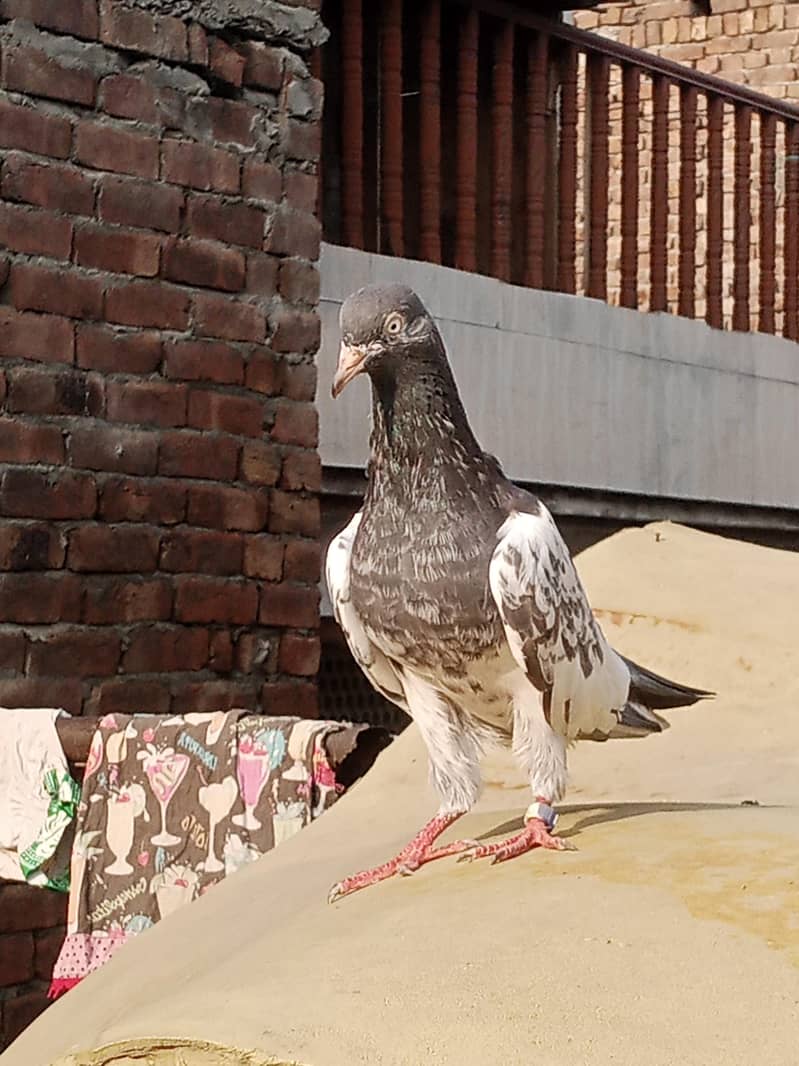 سیٹ والا ٹیڈی عمر جانا مہینے 2