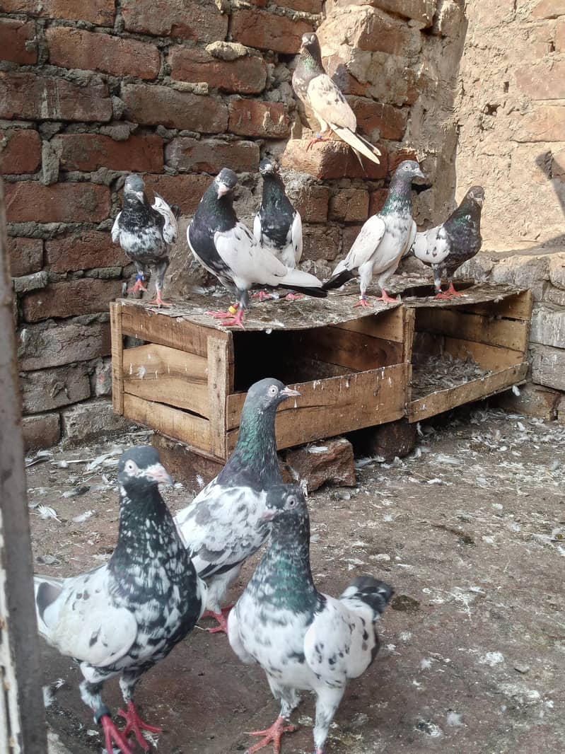 سیٹ والا ٹیڈی عمر جانا مہینے 4