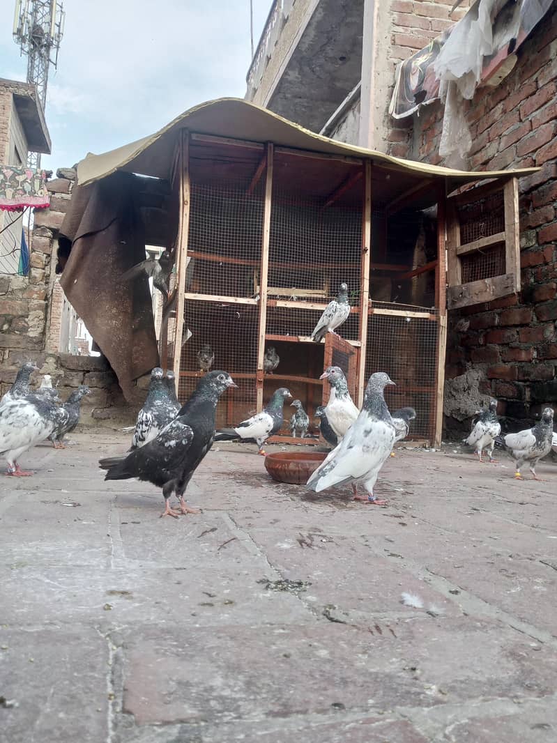 سیٹ والا ٹیڈی عمر جانا مہینے 6