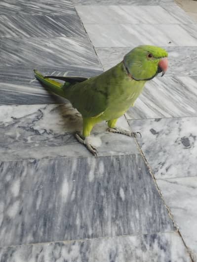 parrot for sale