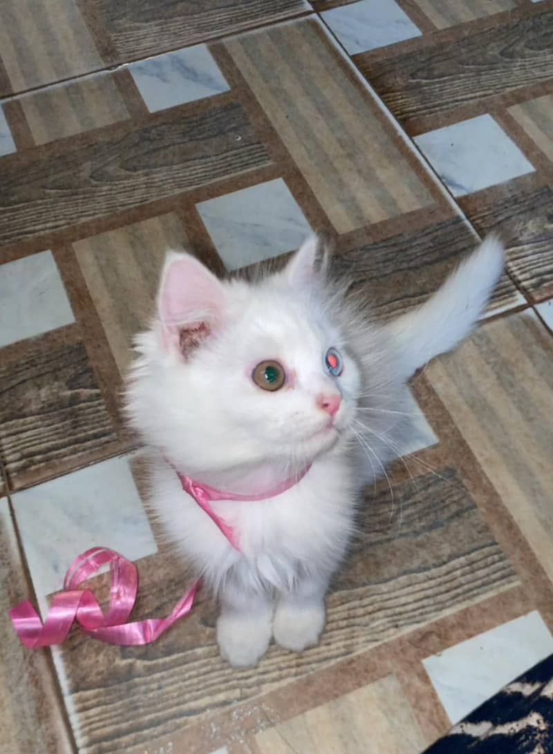 cats. 1