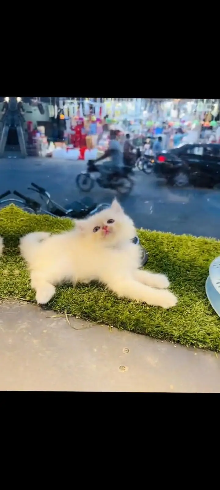 persian cat for sale My WhatsApp number 03093713755 — photo 2
