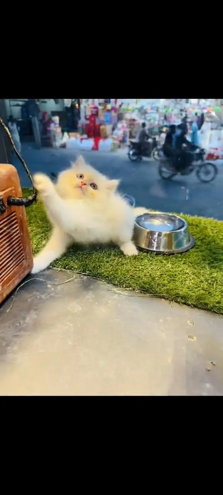 persian cat for sale My WhatsApp number 03093713755 — photo 3