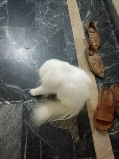 Persian cat available for adoption