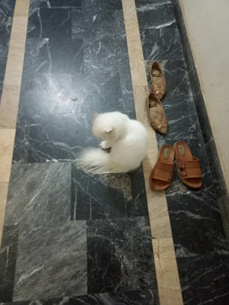 Persian cat available for adoption 1