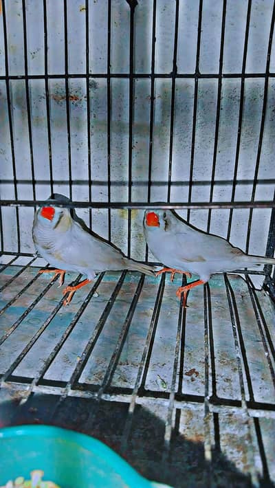 zebra Finch pair for sale with cage