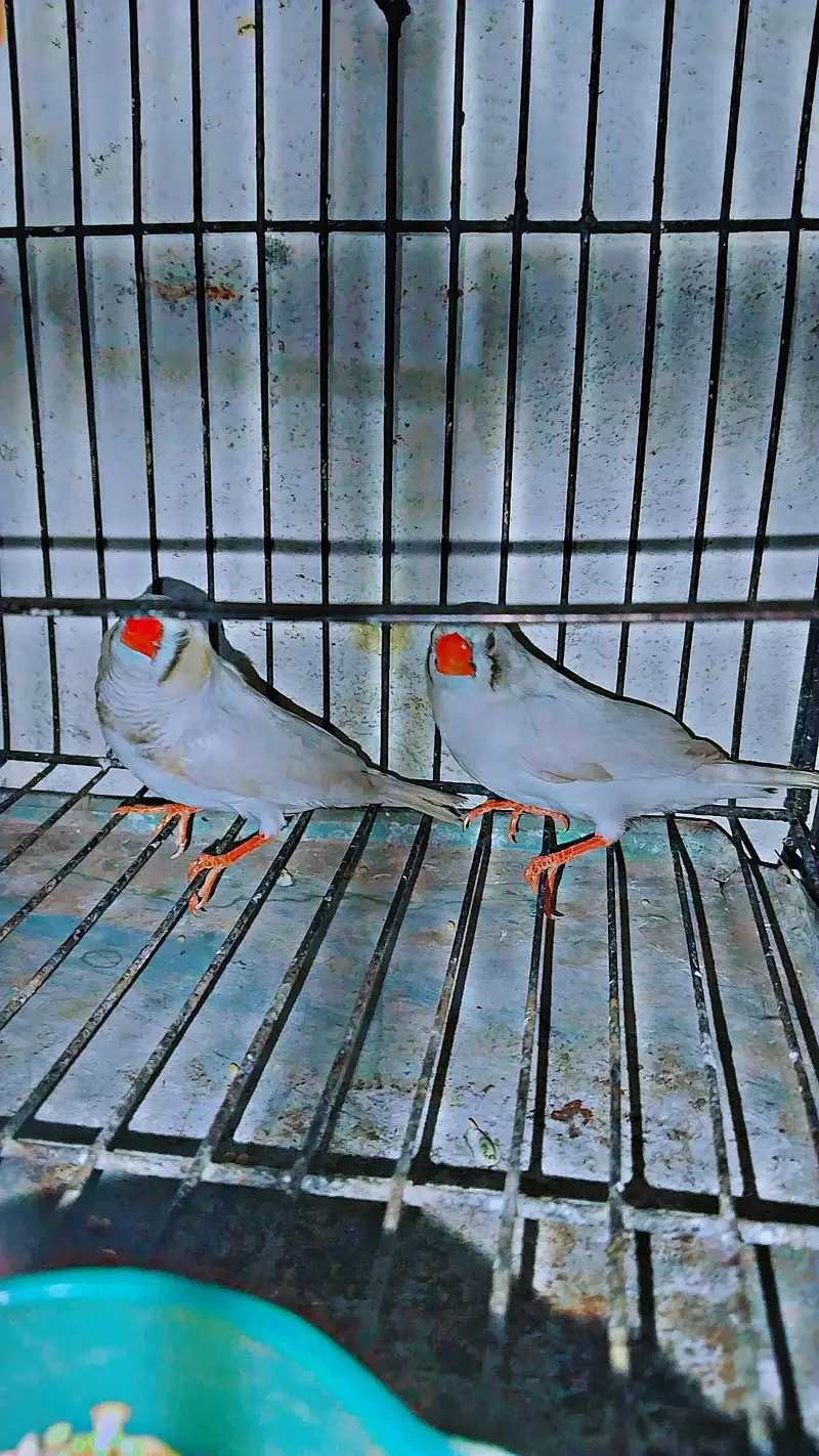 zebra Finch pair for sale with cage