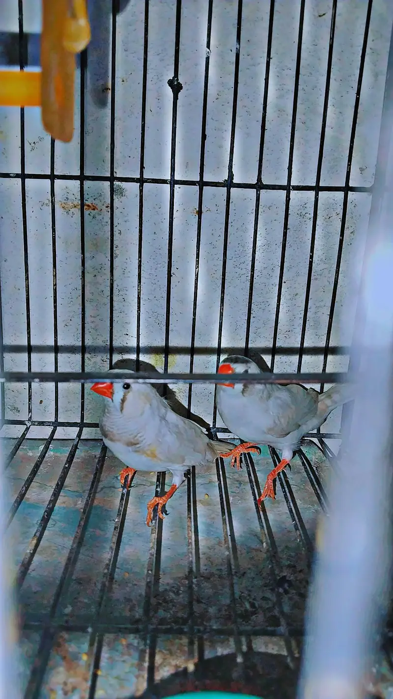 zebra Finch pair for sale with cage — photo 2