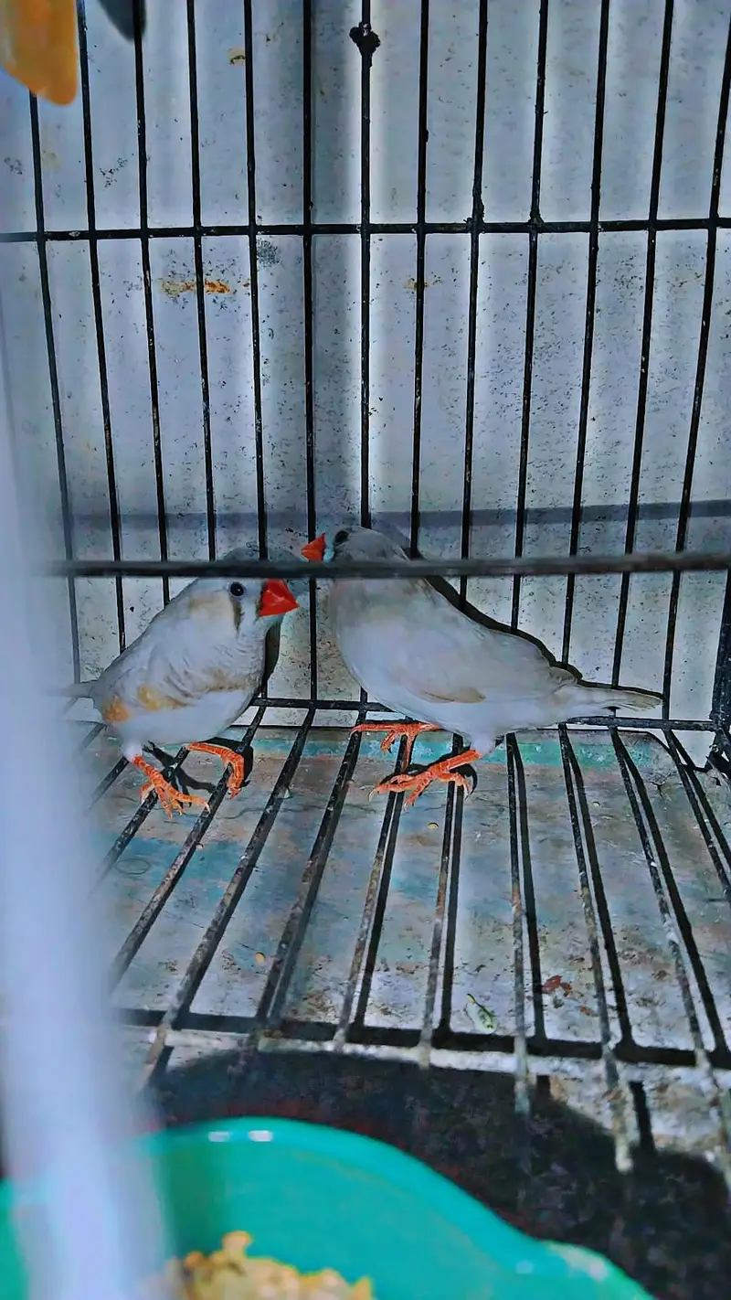 zebra Finch pair for sale with cage — photo 3