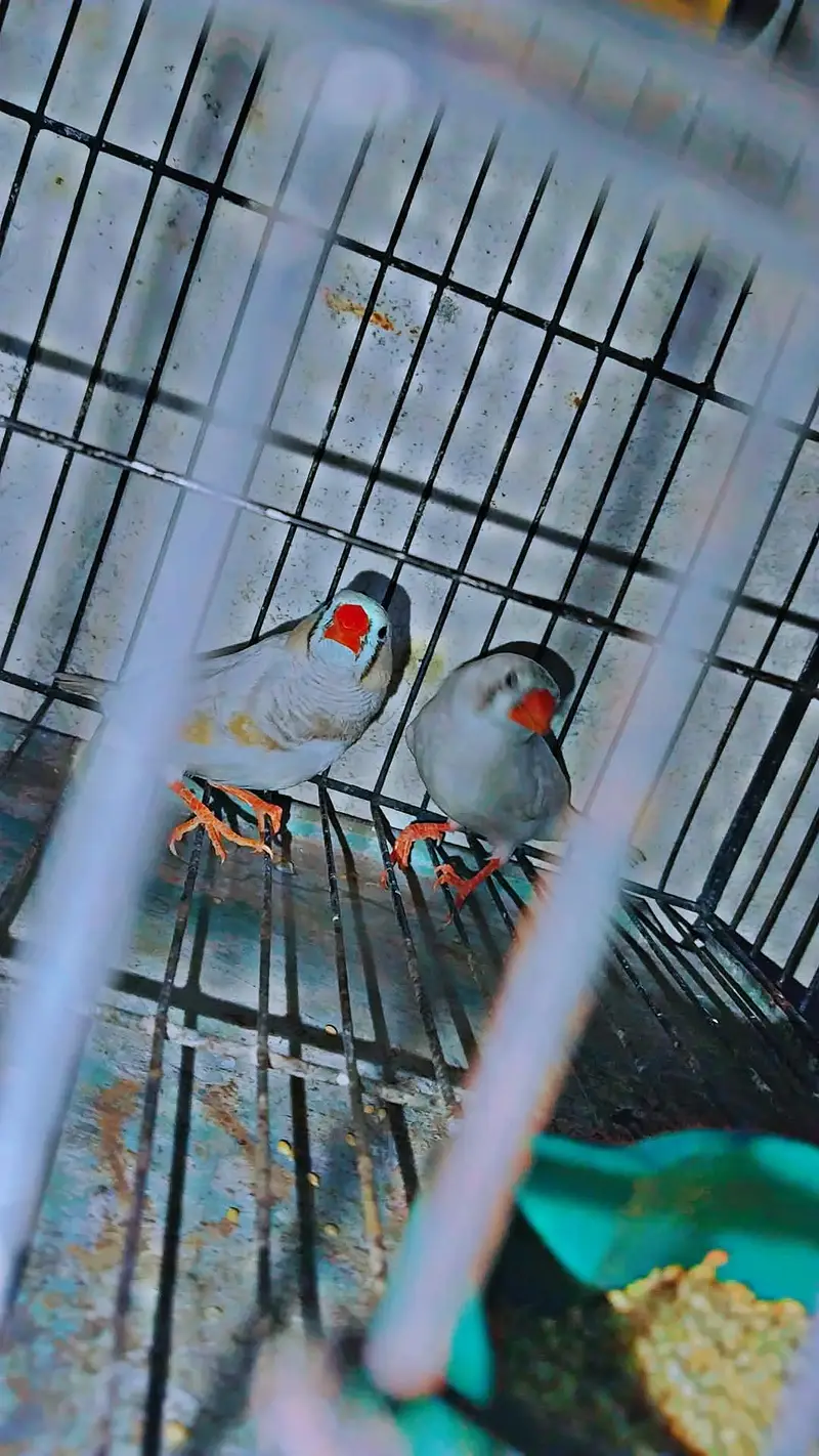 zebra Finch pair for sale with cage — photo 4