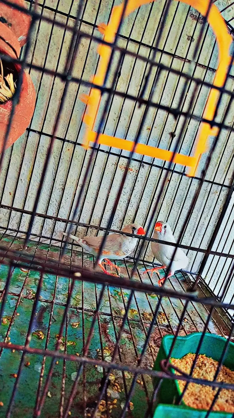 zebra Finch pair for sale with cage — photo 5