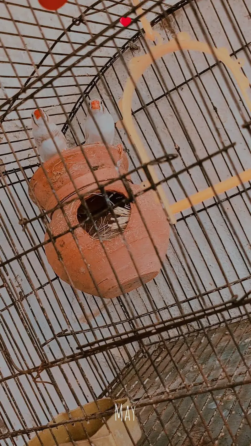 zebra Finch pair for sale with cage — photo 6