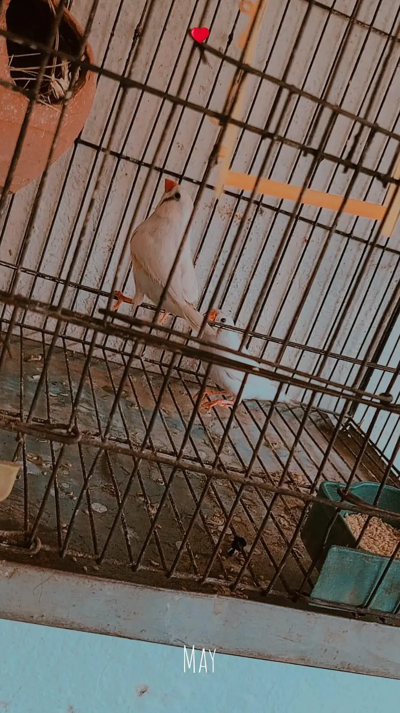 zebra Finch pair for sale with cage — photo 7
