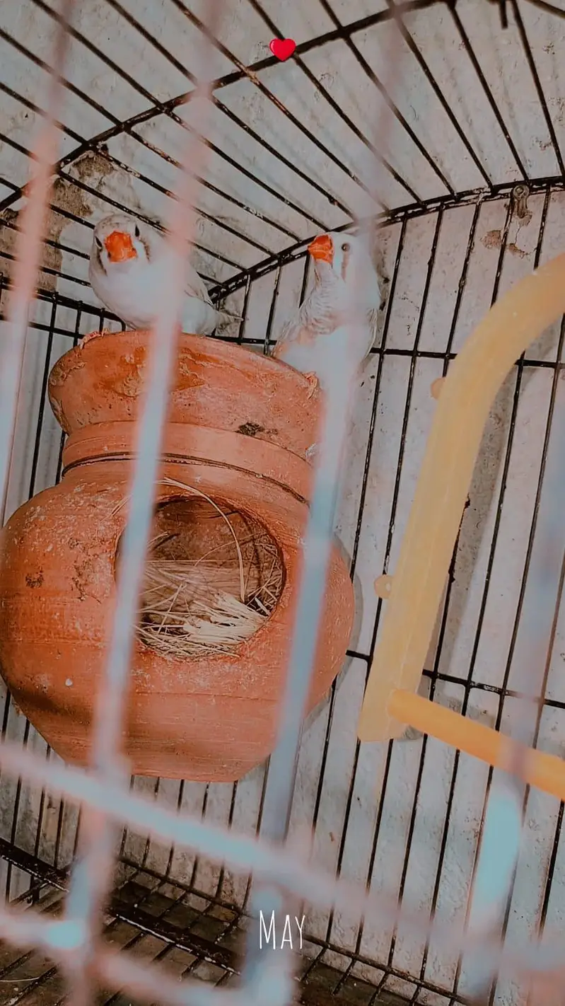 zebra Finch pair for sale with cage — photo 8