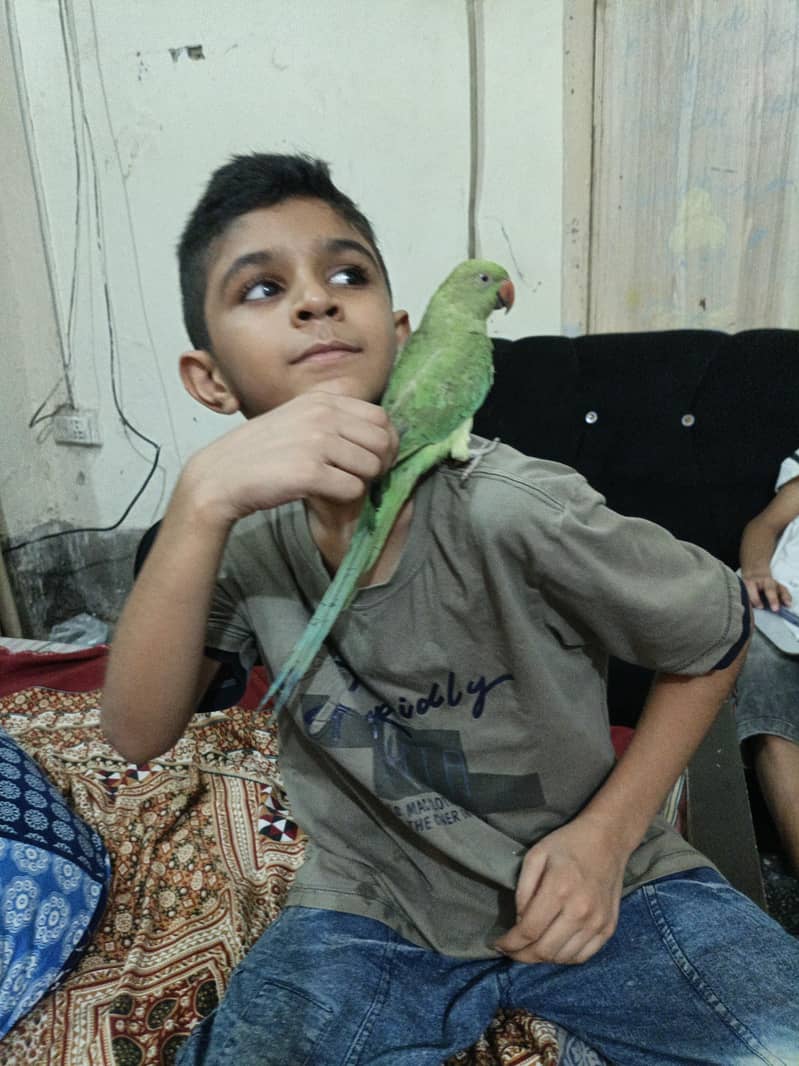 ring nek parrot 0
