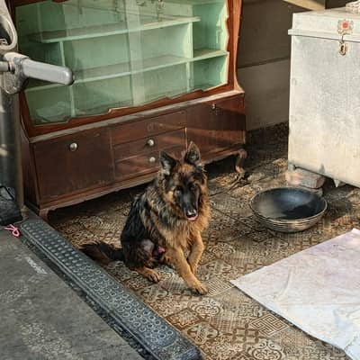 German shepherd long coat for sale