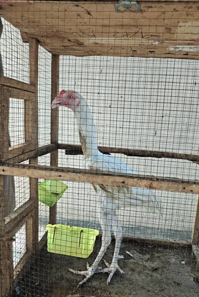 Pure White Aseel Rooster – Healthy, Tall & Strong | Premium Blood