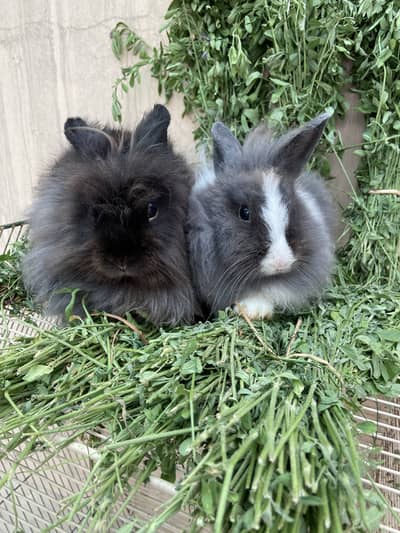 Fancy Rabbits HotHot Dutch Teddy Bear Dwarf