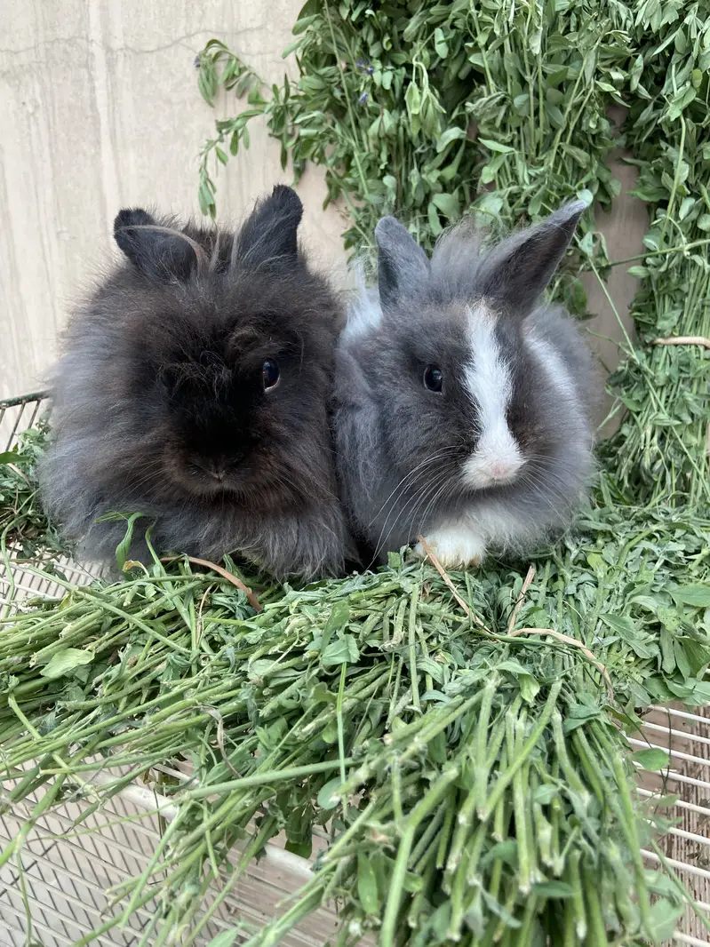 Fancy Rabbits HotHot Dutch Teddy Bear Dwarf