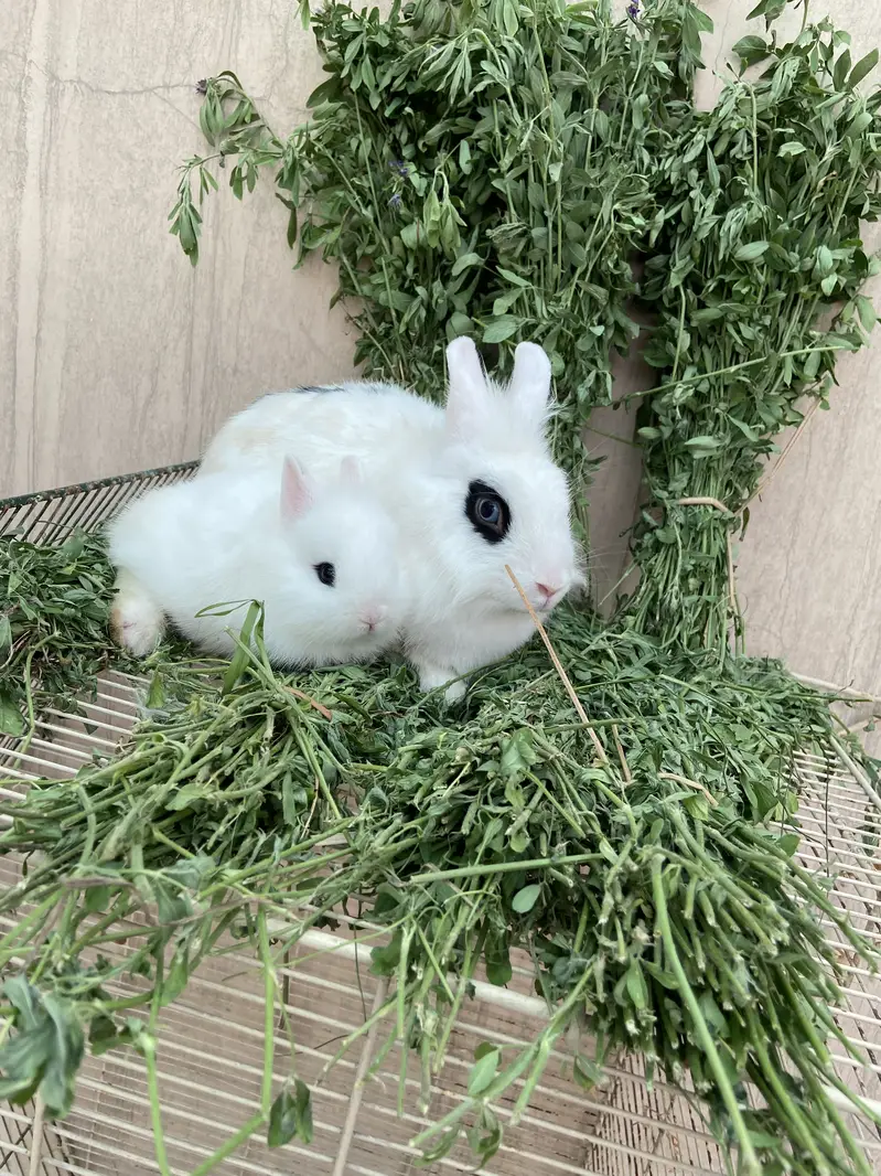 Fancy Rabbits HotHot Dutch Teddy Bear Dwarf — photo 2