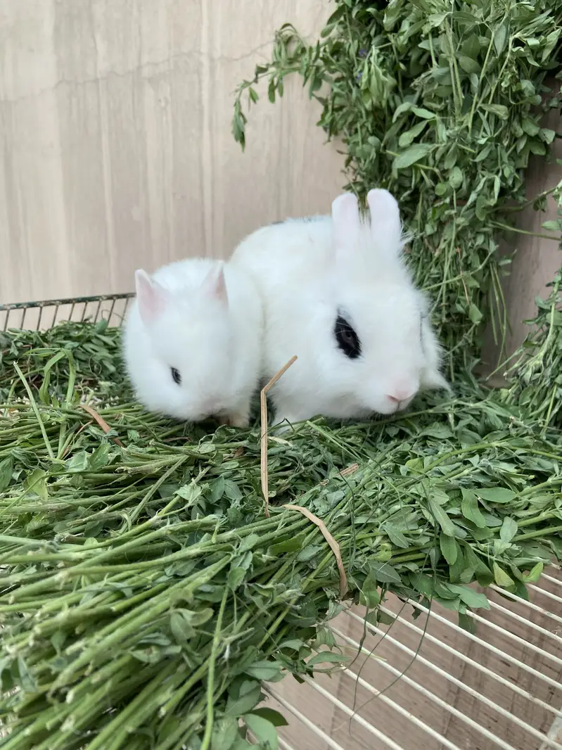 Fancy Rabbits HotHot Dutch Teddy Bear Dwarf — photo 4