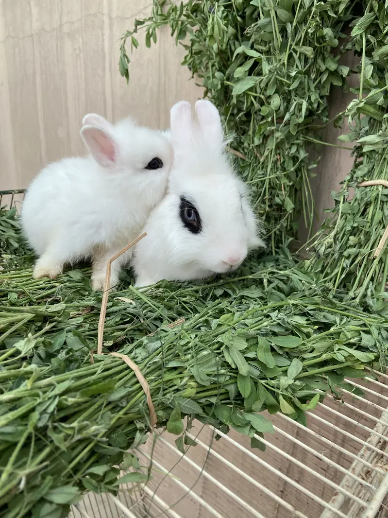 Fancy Rabbits HotHot Dutch Teddy Bear Dwarf — photo 5
