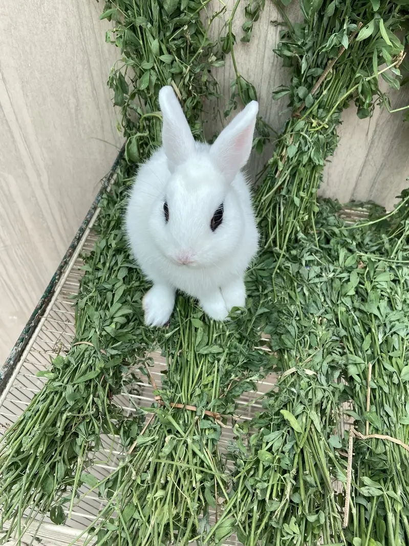 Fancy Rabbits HotHot Dutch Teddy Bear Dwarf — photo 6