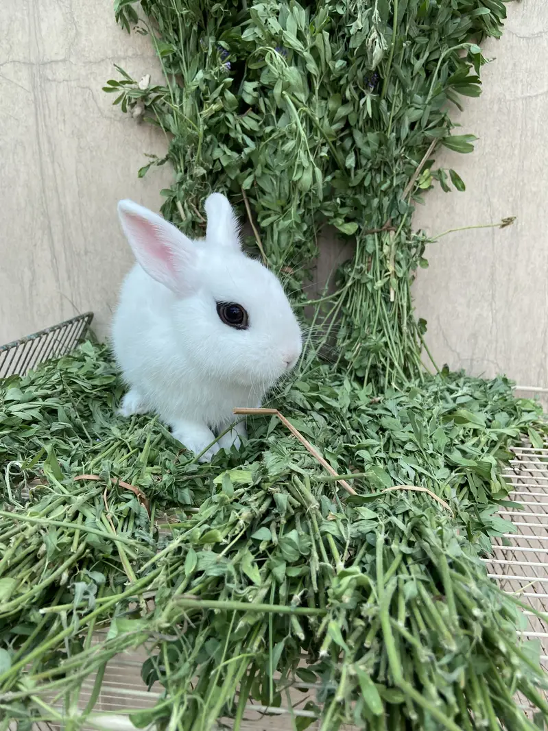 Fancy Rabbits HotHot Dutch Teddy Bear Dwarf — photo 7