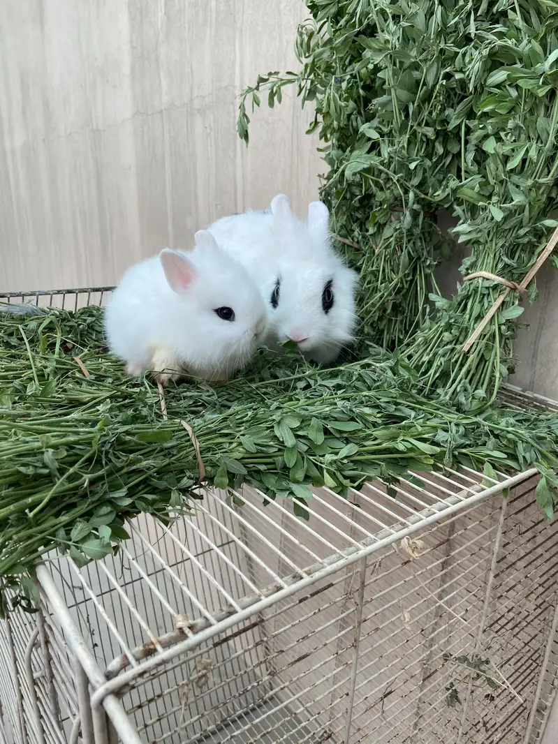 Fancy Rabbits HotHot Dutch Teddy Bear Dwarf — photo 8