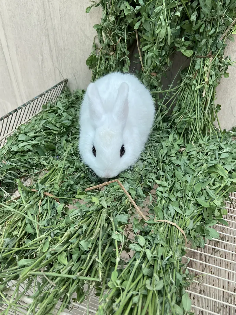 Fancy Rabbits HotHot Dutch Teddy Bear Dwarf — photo 9