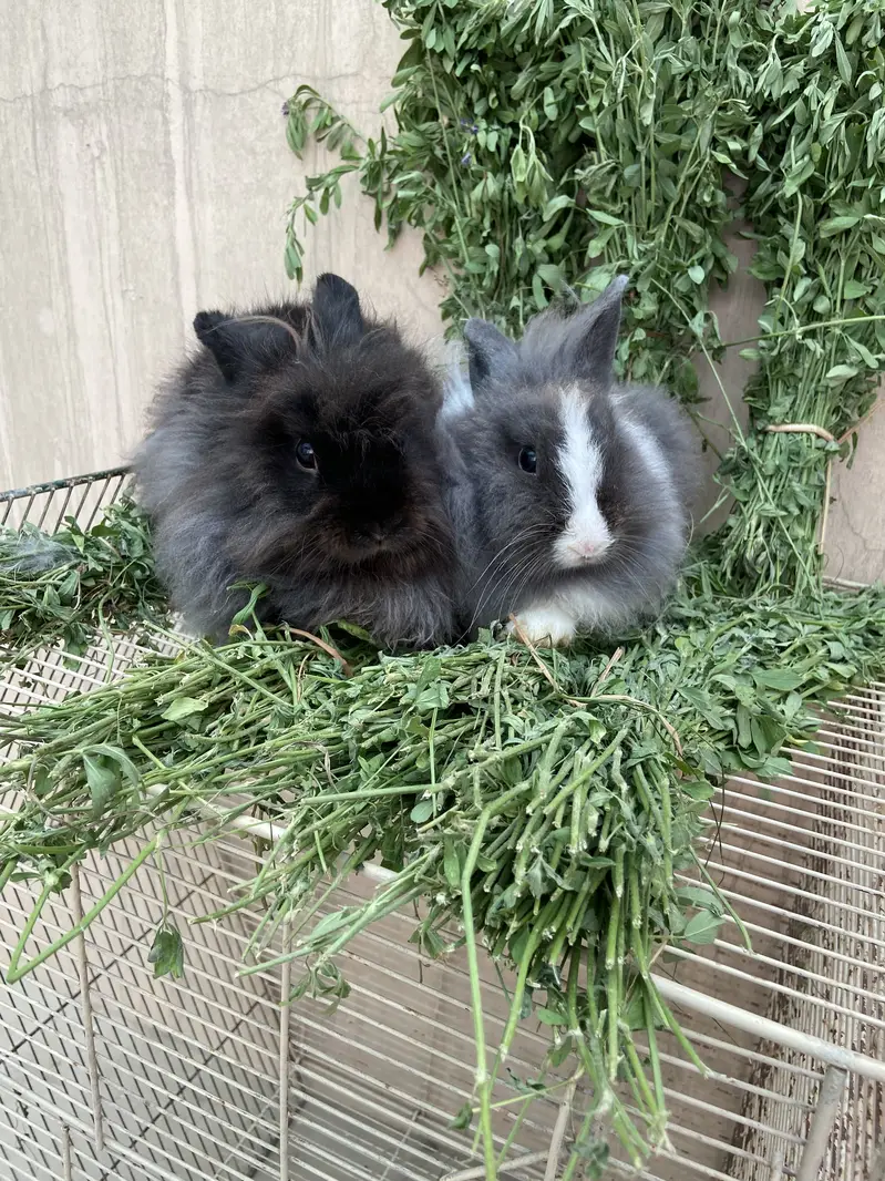 Fancy Rabbits HotHot Dutch Teddy Bear Dwarf — photo 10